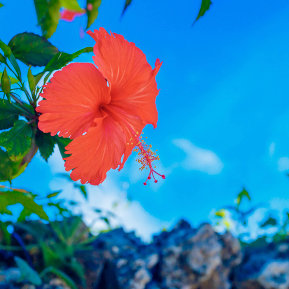 hibiscus570-570